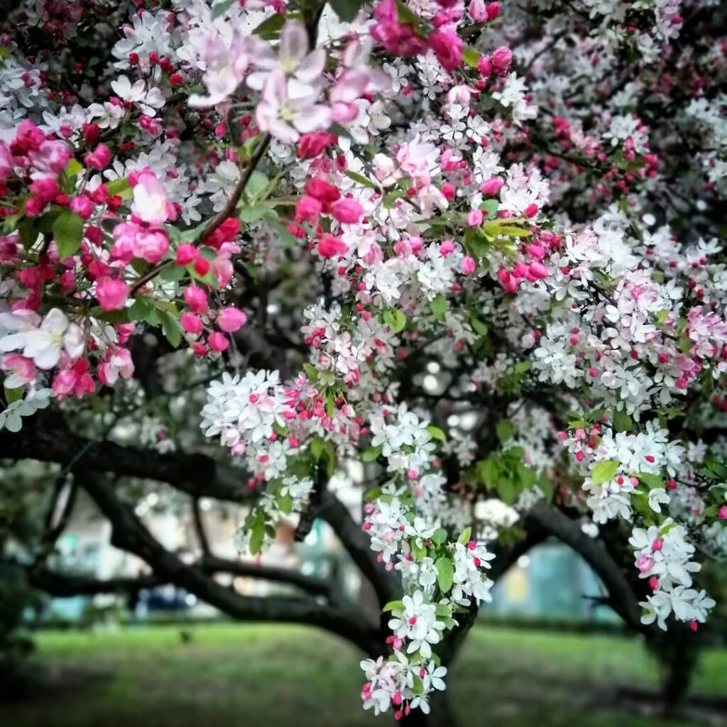 163780855_4183866511632046_4842780883750985311_n 163780855 4183866511632046 4842780883750985311 n