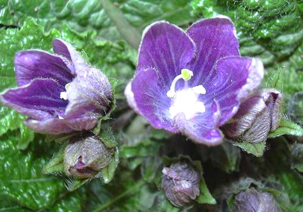 Halloween as the Celtic New Year. The Mandrake Dance. 14 19lemandg002 1