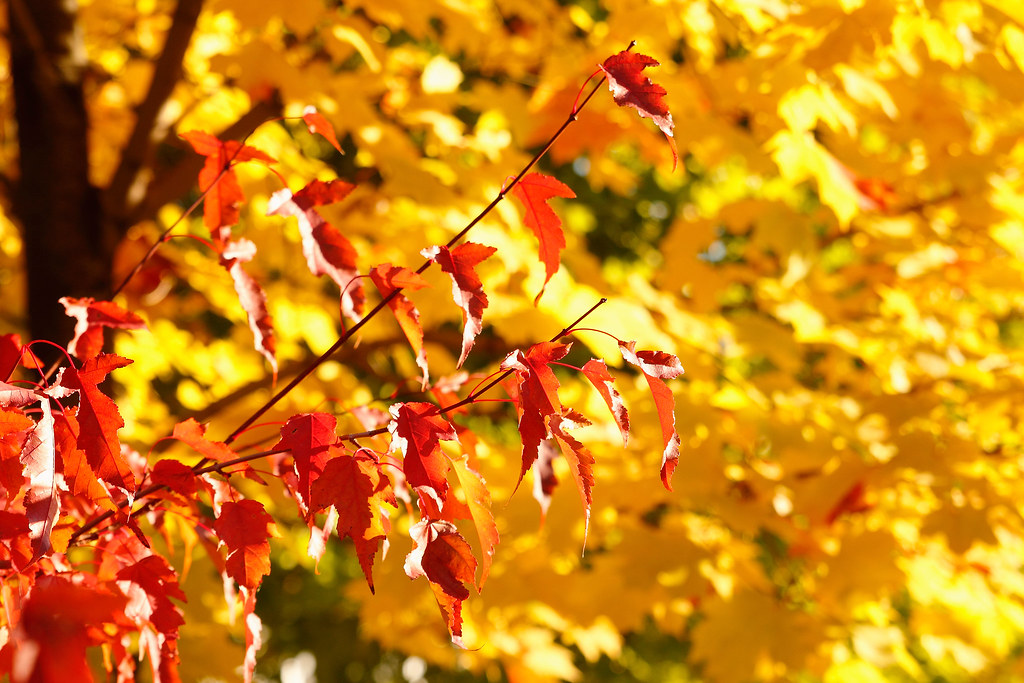 24552058409 068faa4e7f b