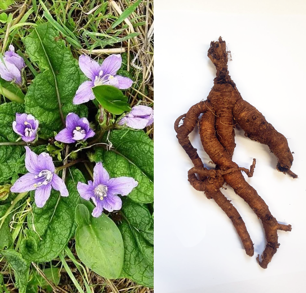 Halloween as the Celtic New Year. The Mandrake Dance. 13 RADICE MANDRAGORA UMANOIDE 1 2