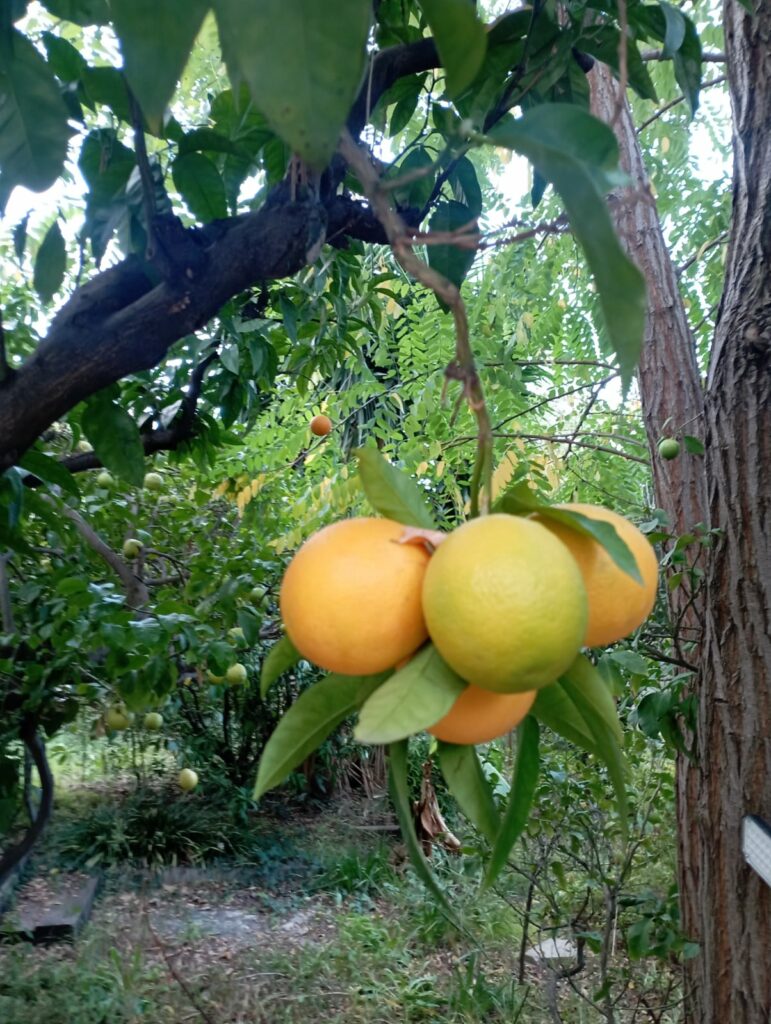 WhatsApp Image 2025 11 11 at 22.50.57 1