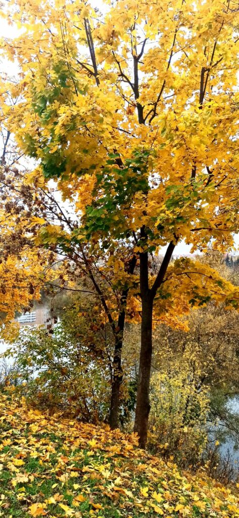 WhatsApp Image 2025 11 11 at 23.05.06 3