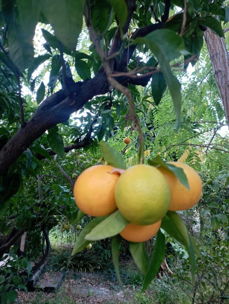 WhatsApp Image 2025 11 11 at 23.05.09 2 1