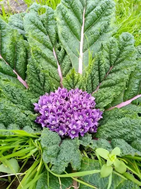 Halloween as the Celtic New Year. The Mandrake Dance. 15 flower 1