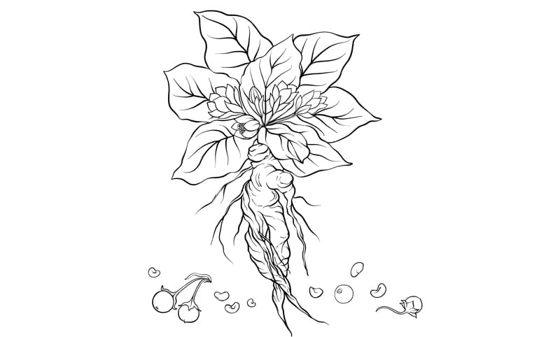 Halloween as the Celtic New Year. The Mandrake Dance. 11 mandragora 1