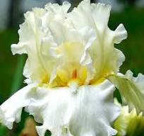 L’iris est la fleur de l’équinoxe de printemps. Le monde est de nouveau en harmonie. 10 Senza titoloж 2