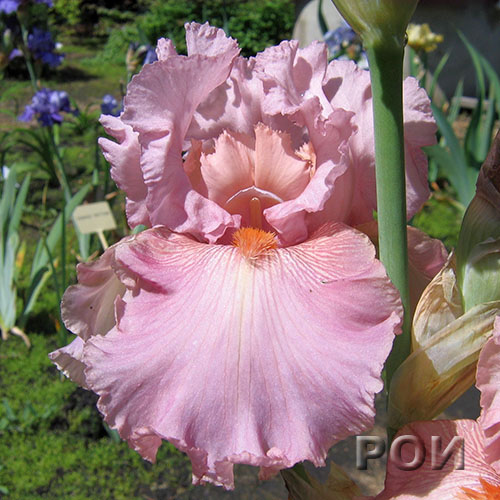 L’iris est la fleur de l’équinoxe de printemps. Le monde est de nouveau en harmonie. 5 VESENNEE RAVNODENSNVEE 500 2