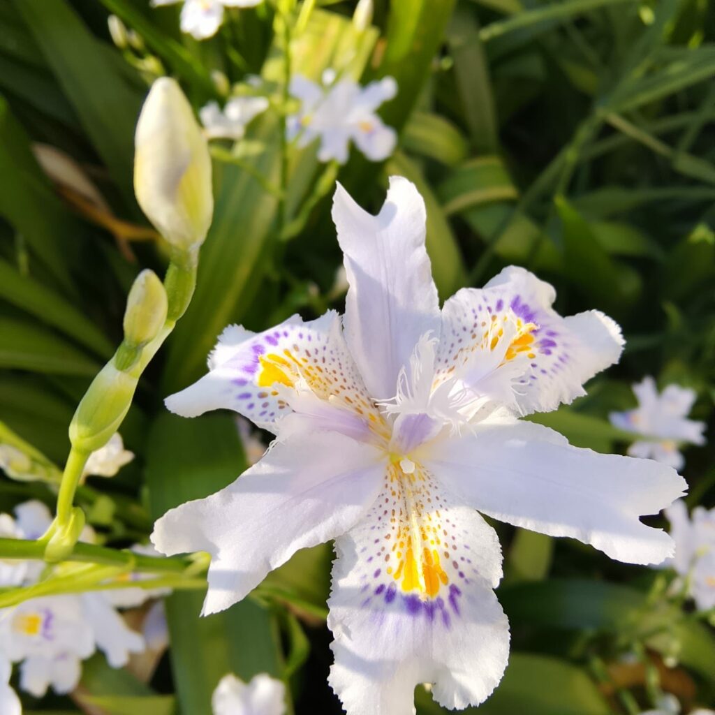 Iris — the Flower of the Spring Equinox. The World is in Harmony Again. 2 WhatsApp Image 2026 03 17 at 18.07.16 1 3