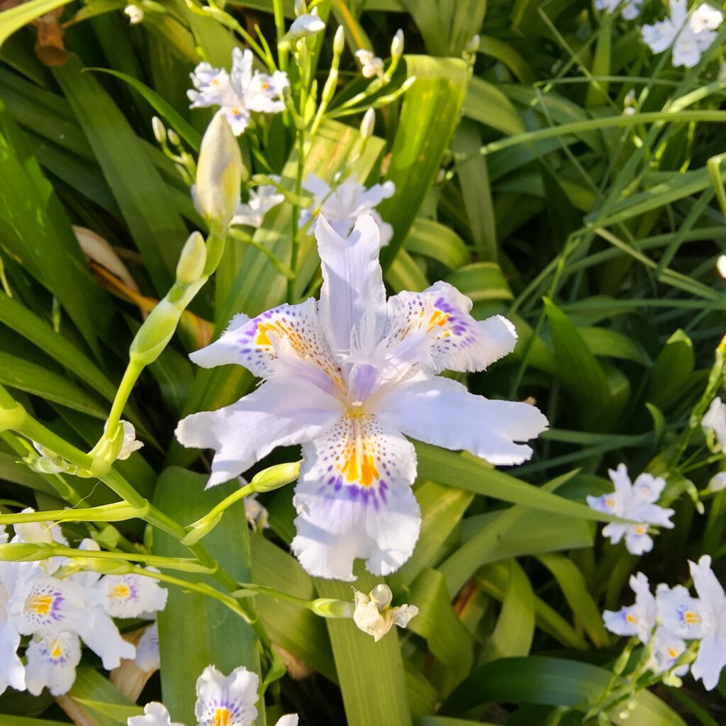 L’iris est la fleur de l’équinoxe de printemps. Le monde est de nouveau en harmonie. 2 WhatsApp Image 2026 03 17 at 18.07.16 2 3