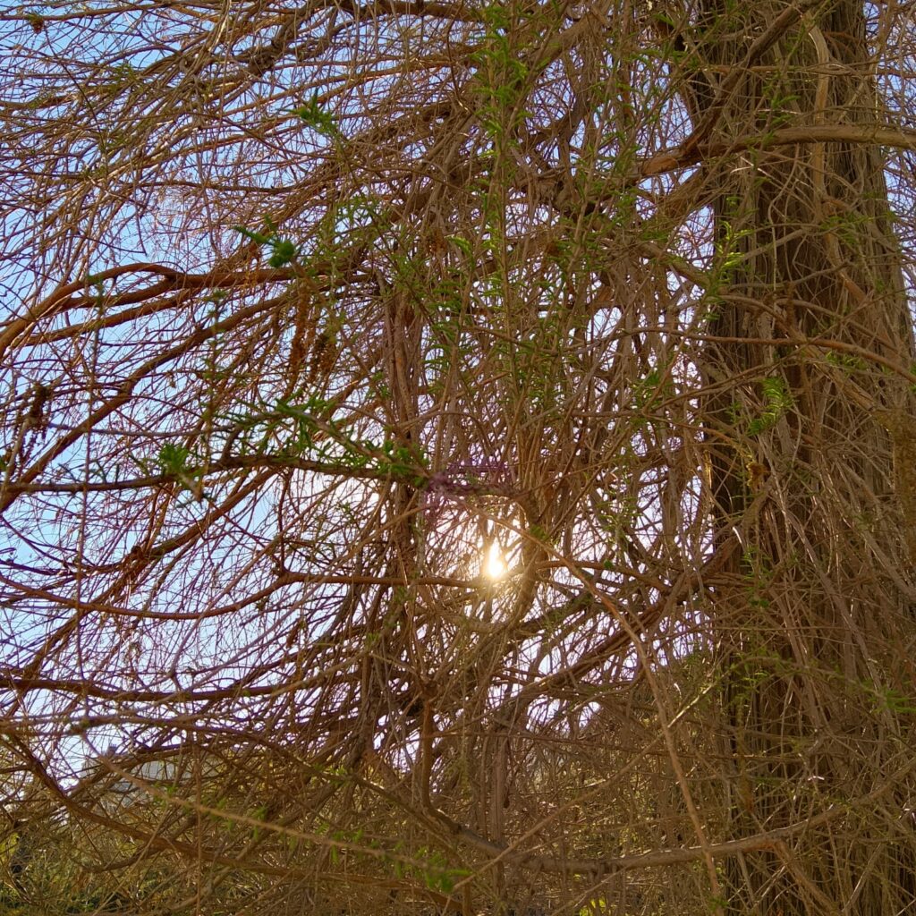 Iris — the Flower of the Spring Equinox. The World is in Harmony Again. 6 WhatsApp Image 2026 03 17 at 18.07.16 4 3