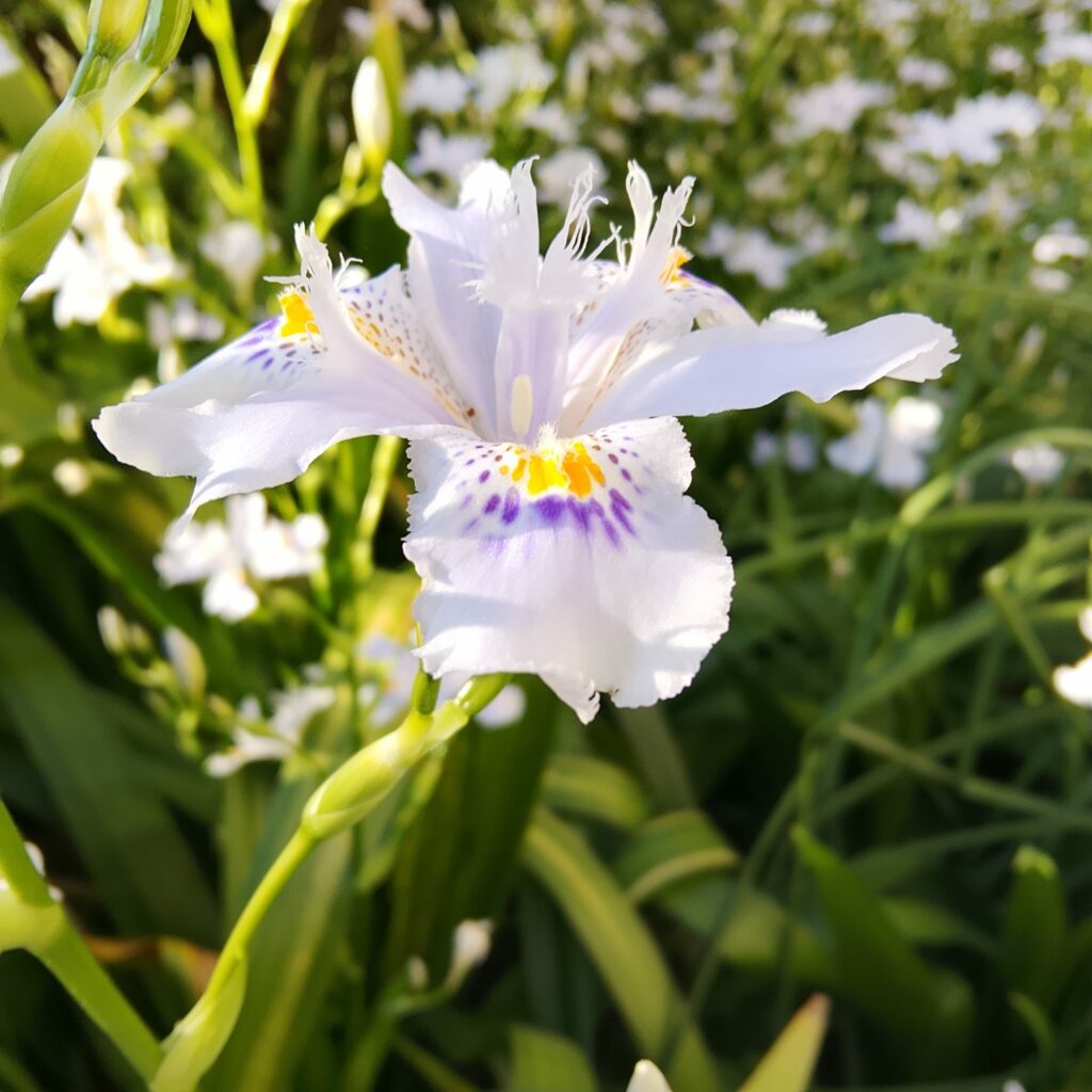 L’iris est la fleur de l’équinoxe de printemps. Le monde est de nouveau en harmonie. 9 WhatsApp Image 2026 03 17 at 18.07.16 5