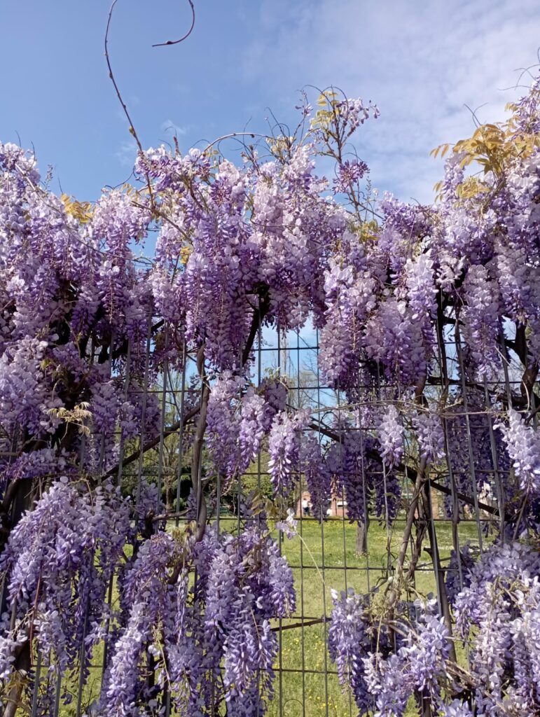 Maggiolina la spezia
