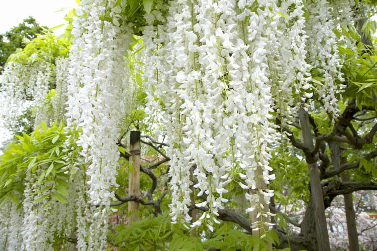 Wisteria Floribunda Alba White Japanese Wisteria 2
