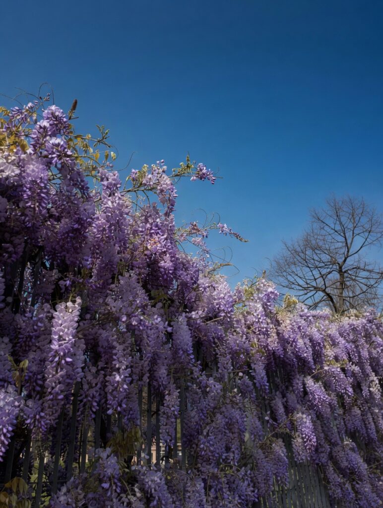 glyci maggiolina la sp 4