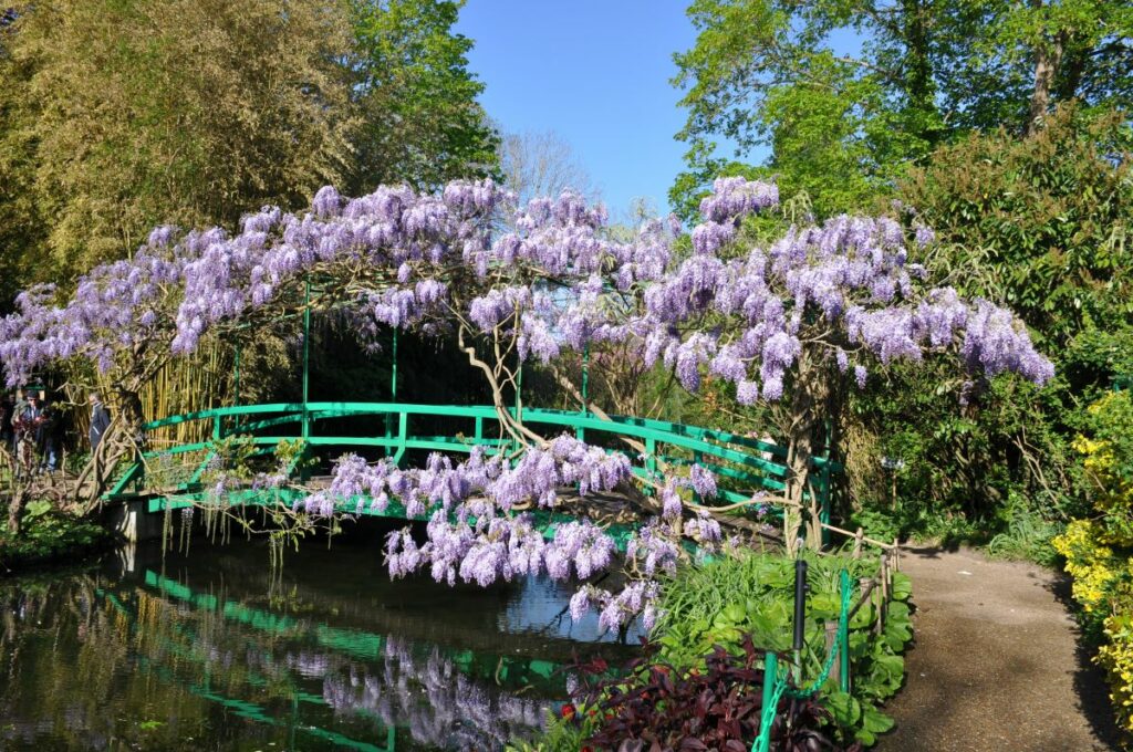 wisteria 2024 giverny 2