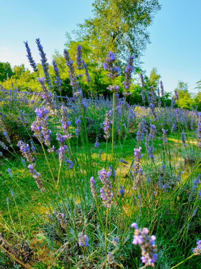 campo lavanda