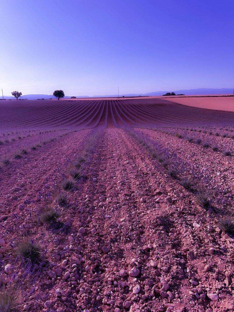 lavanda 2